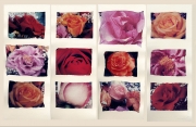 A Dozen Roses