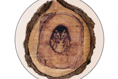 Owl Owl