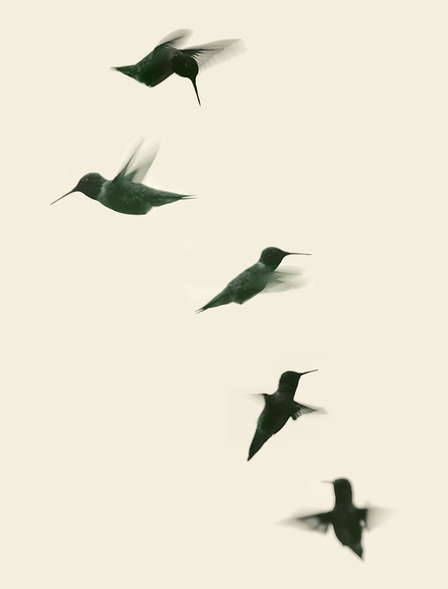 Claudia.Gorman-hummer-silhouettes